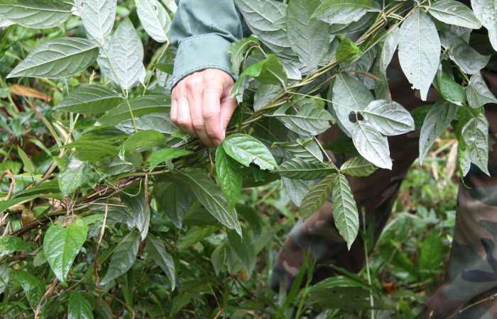 Fig 22. Planta hospedera <i>Banisteriopsis muricata</i>, (Malpiphiaeae) de <i>Gorgythion begga pyralina</i>. (Hesperiidae), mostrando la casita. Voucher 15-SRNP-30394-DHJ721751.jpg.