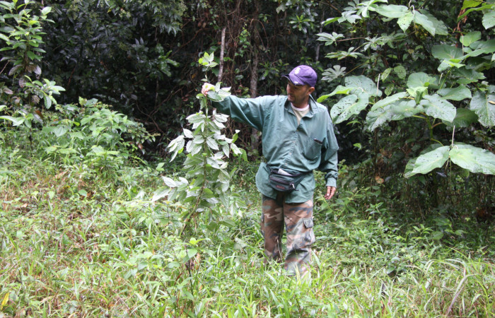 Fig 21. Planta hospedera <i>Banisteriopsis muricata</i>, (Malpiphiaeae) de <i>Gorgythion begga pyralina</i>, (Hesperiidae). Voucher 15-SRNP-30394-DHJ721752.jpg.