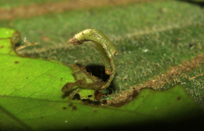 Fig 7. Larva en primer estadío, como se mantiene en la casa, <i>Gorgythion begga pyralina</i>, (Hesperiidae),(4mm) 28/Febrero/2015. Voucher 15-SRNP-30394-DHJ721754.jpg.