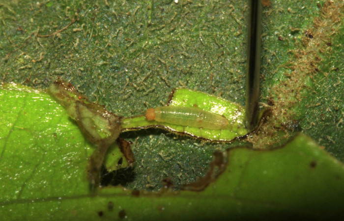 Fig 8. Larva en primer estadío, <i>Gorgythion begga pyralina</i>, (Hesperiidae), (4mm) 28/Febrero/2015. Voucher 15-SRNP-30394-DHJ721755.jpg.