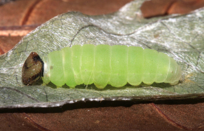 Fig 14 .Prepupa de <i>Gorgythion begga pyralina</i>, (Hesperiidae), vista lateral, (9mm) 30/Marzo/2015. Voucher 15-SRNP-30394-DHJ721823.jpg.