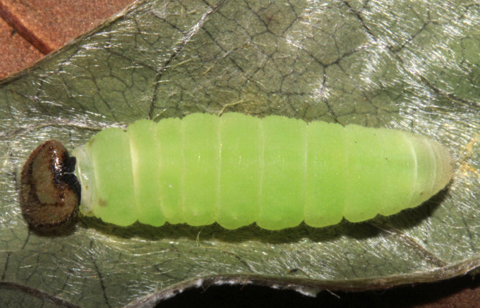 Fig 15 .Prepupa de <i>Gorgythion begga pyralina</i>, (Hesperiidae), vista dorsal, (9mm) 30/Marzo/2015. Voucher 15-SRNP-30394-DHJ721824.jpg.
