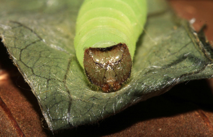 Fig 16.Prepupa de <i>Gorgythion begga pyralina</i>, (Hesperiidae), cabeza en vista frontal, (9mm) 30/Marzo/2015. Voucher 15-SRNP-30394-DHJ721826.jpg.