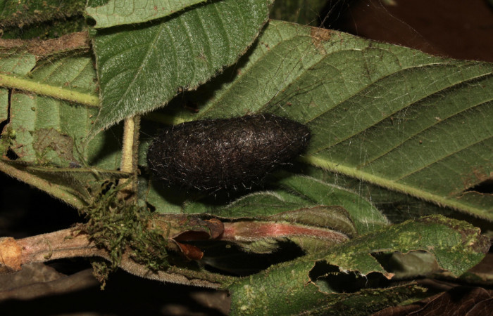 Fig 13. Capullo de <i>Leocephaluncus elianahenrichae</i>, (Erebidae), capullo, (32 mm), 02/Marzo/2016. Voucher 16-SRNP-30176-DHJ729403.jpg.