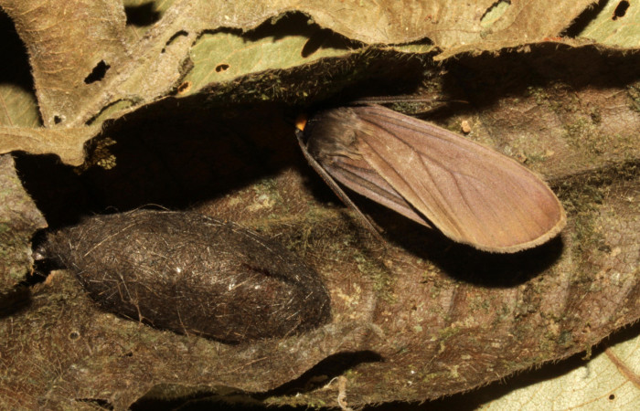 Fig 17. Adulto dorsal <i>Leocephaluncus elianahenrichae</i>, (Erebidae), (35 mm), 22/Marzo/2016. Voucher 16-SRNP-30430-DHJ729570.jpg.