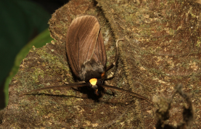 Fig 18. Adulto dorsal <i>Leocephaluncus elianahenrichae</i>, (Erebidae), (35 mm), 22/Marzo/2016. Voucher 16-SRNP-30430-DHJ729573.jpg.