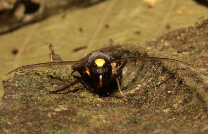 Fig 20 . Cabeza de frente con las antenas estendidas, <i>Leocephaluncus elianahenrichae</i>, (Erebidae), (35 mm), 22/Marzo/2016. Voucher 16-SRNP-30430-DHJ729574.jpg.