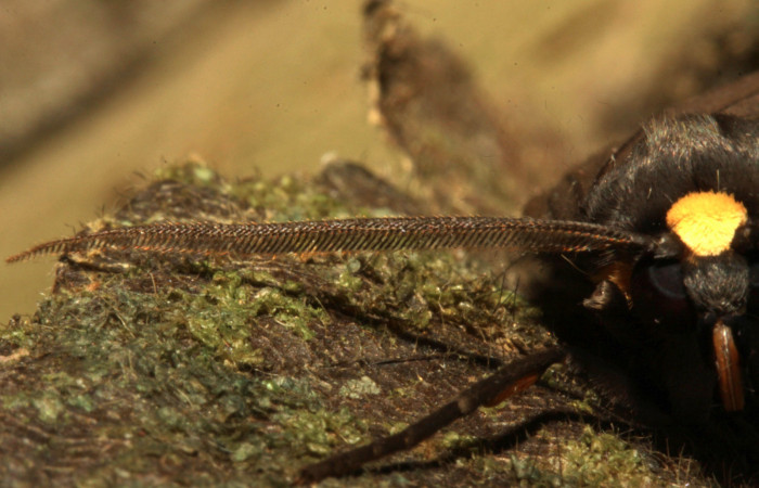 Fig 21. Cabeza de frente, mostrando una antena estendida, <i>Leocephaluncus elianahenrichae</i>, (Erebidae), (35 mm), 22/Marzo/2016. Voucher 16-SRNP-30430-DHJ729576.jpg.