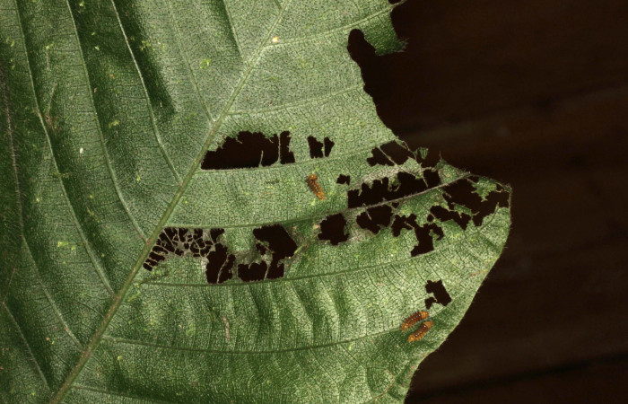 Fig 4. Comido de <i>Leocephaluncus elianahenrichae</i>, (Erebidae), en primer estadío, (6mm), 03/Marzo/2016. Voucher 16-SRNP-30432-DHJ729455.jpg.