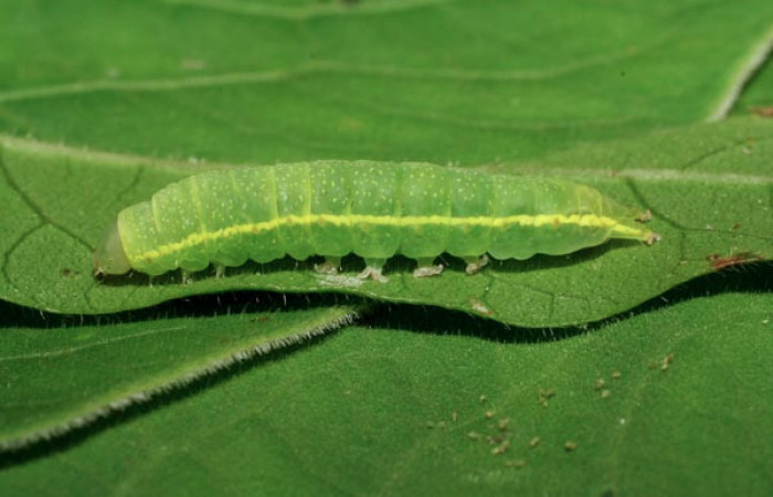 Figura 16. Larva <i>Paectes</i> Poole10DHJ02 (Euteliidae), último estadío (U), vista lateral, localidad Pasmompa, Sector Pitilla ACG (440m). Voucher: 06-SRNP-32369-DHJ413469.jpg.