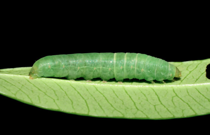 Figura 3. Larva <i>Nagara vitrea</i> (Euteliidae), último estadío (U) vista lateral, localidad Sendero Aguacate, Sector Mundo Nuevo ACG (335m). Voucher: 07-SRNP-56327-DHJ422966.jpg.