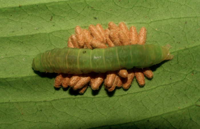Figura 11. Larva <i>Nagara vitrea</i> (Euteliidae), vista parásitos <i>Glyptapanteles jjrodriguezae</i> (Braconidae), localidad Río Blanco Abajo Sector San Cristóbal ACG (500m). Voucher: 08-SRNP-877-DHJ435395.jpg.