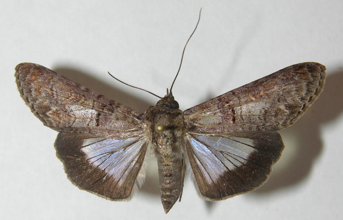 Figura 1. Adulto de <i>Nagara vitrea</i> (Euteliidae), vista dorsal, localidad Sendero Manguera Estación Biológica Quica, Sector Pitilla ACG (470m). Voucher: 10-SRNP-70607-DHJ539522.jpg.