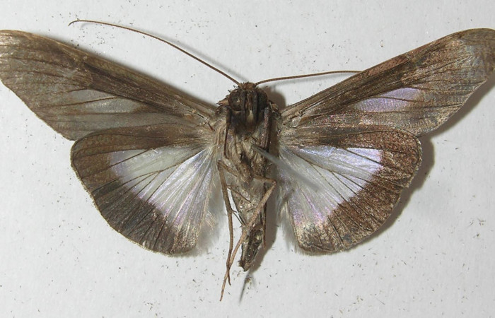 Figura 10. Adulto <i>Nagara vitrea</i> (Euteliidae), vista ventral, localidad Sendero Manguera Estación Biológica Quica, Sector Pitilla ACG (470m). Voucher: 10-SRNP-70643-DHJ539521.jpg.