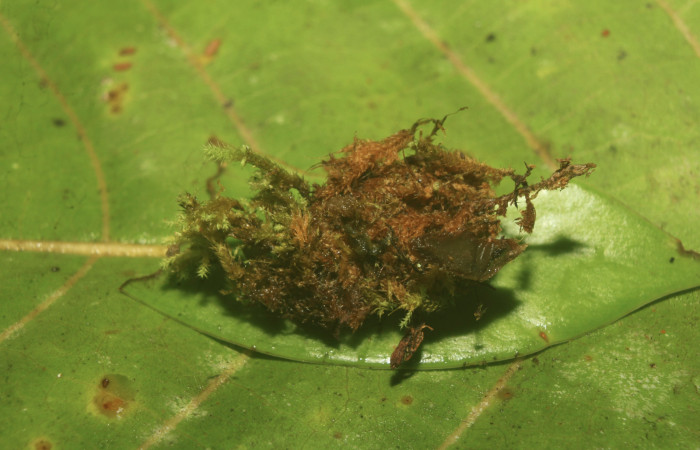 Figura 5. Capullo de <i>Nagara vitrea</i> (Euteliidae), vista lateral, localidad Estación Biológica Quica, Sector Pitilla ACG (470m). Voucher: 20-SRNP-71037-DHJ752907.jpg.