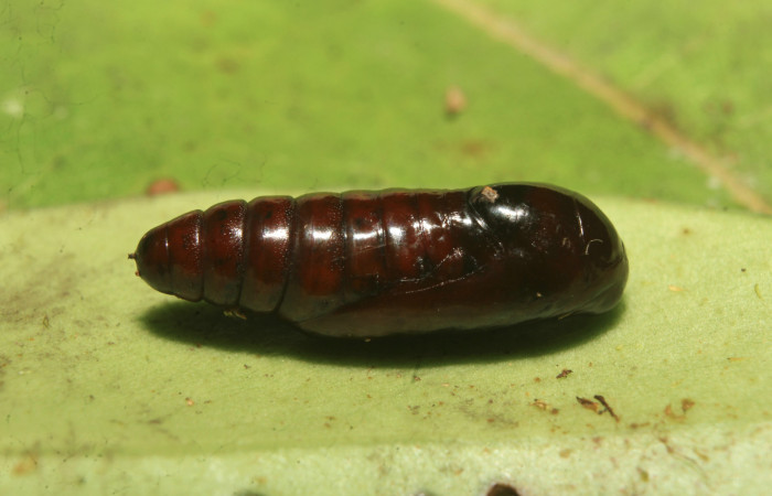 Figura 6. Pupa de <i>Nagara vitrea</i> (Euteliidae), vista dorsal, localidad Estación Biológica Quica, Sector Pitilla ACG (470m). Voucher: 20-SRNP-71037-DHJ752912.jpg.