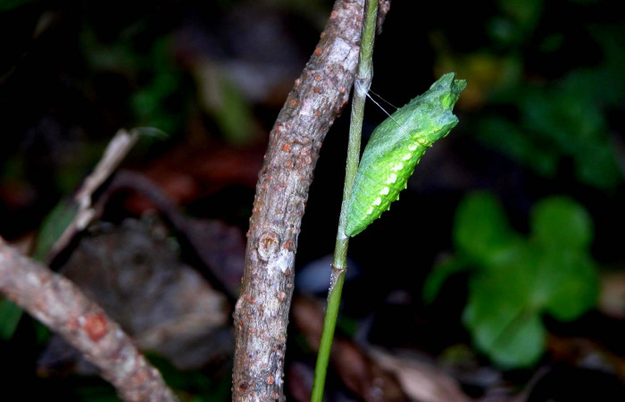 Fig 13. Pupa de <i>Papilio stabilis</i>. Sector Cacao, Estación Biológica Cacao, elevación 1150m (04-SRNP-36208-DHJ401640.jpg).