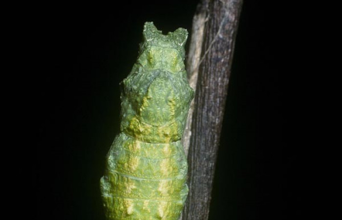 Fig 12. Pupa de <i>Papilio stabilis</i>. Sector Cacao, Estación Biológica Cacao, elevación 1150m (04-SRNP-36213-DHJ88783.jpg).
