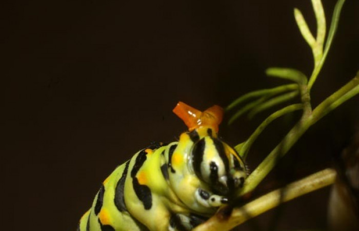 Fig 8. Último estadio de <i>Papilio stabilis</i>. Sector Cacao, Estación Biológica Cacao, elevación 1150m (11-SRNP-12688-DHJ481114.jpg).