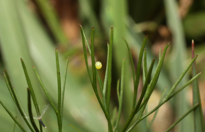Fig 3. Huevo <i>Papilio stabilis</i>, depositado en planta hospedera <i>Cyclospermum leptophyllum</i> de la familia Apiaceae. Area de Conservación Guanacaste, Sector Cacao, Estación Biológica Cacao, elevación 1150m, (13-SRNP-35112-DHJ490286.jpg).