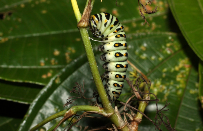 Fig 10. Prepupa de <i>Papilio stabilis</i>. Sector Cacao, Estación Biológica Cacao, elevación 1150m (13-SRNP-35188-DHJ490292.jpg).