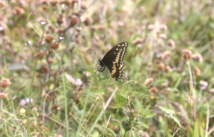 Fig 2. Adulto <i>Papilio stabilis</i>. Area de Conservación Guanacaste, Sector Cacao, Estación Biológica Cacao, elevación 1150m, (13-SRNP-35221-DHJ490285.jpg) Hembra depositando huevos en planta hospedera de <i>Cyclospermum leptophyllum</i> de la familia Apiaceae.