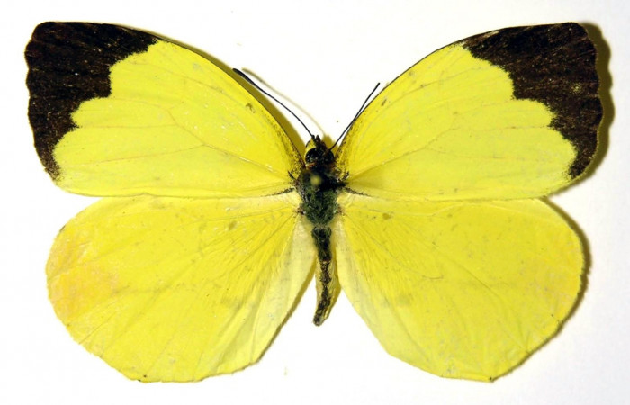Fig. 2. <i>Eurema xanthochlora</i> (Pieridae), hembra vista dorsal. Area de Conservación Guanacaste, Sector Pitilla, Estación Pitilla. (02-SRNP-1838-DHJ97796).