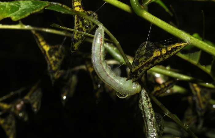 Fig. 7. Prepupa, <i>Eurema xanthochlora</i> (Pieridae), en su planta hospedera <i>Senna papillosa</i> (Fabaceae). Area de Conservación Guanacaste, Sector Cacao, Sendero Nayo. Se puede observar la cantidad de pupas y prepupas en un mismo día. (20-SRNP-36760-DHJ771259.jpg).