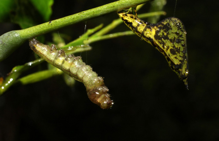 Fig. 8. Prepupa y pupa, <i>Eurema xanthochlora</i> (Pieridae), último estadio, en su planta hospedera <i>Senna papillosa</i> (Fabaceae). Area de Conservación Guanacaste, Sector Cacao, Sendero Nayo. (20-SRNP-36760-DHJ771260.jpg).