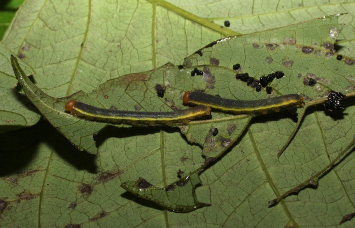 Fig. 6. <i>Eurema xanthochlora</i> (Pieridae), último estadio, en su planta hospedera <i>Senna papillosa</i> (Fabaceae). Area de Conservación Guanacaste, Sector Cacao, Sendero Nayo. (20-SRNP-36822-DHJ771284.jpg).