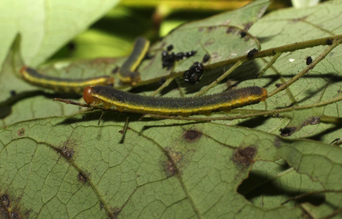 Fig. 9. <i>Eurema xanthochlora</i> (Pieridae), último estadio. Area de Conservación Guanacaste, Sector Cacao, Sendero Nayo. (20-SRNP-36822-DHJ771285.jpg).