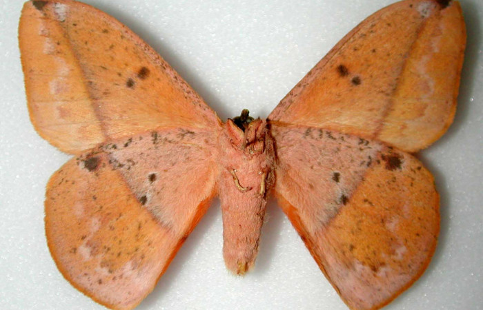 Fig. 02. Adulto de <i>Lonomia santarosensis</i> (Saturniidae), macho, vista ventral, 74mm de longitud. Voucher: INBIOCRI000515492-DHJ34459.jpg.