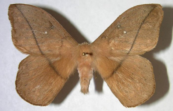 Fig. 03. Adulto de <i>Lonomia santarosensis</i> (Saturniidae), macho, vista dorsal, 59mm de longitud. Voucher: 06-SRNP-4620-DHJ361368.jpg.