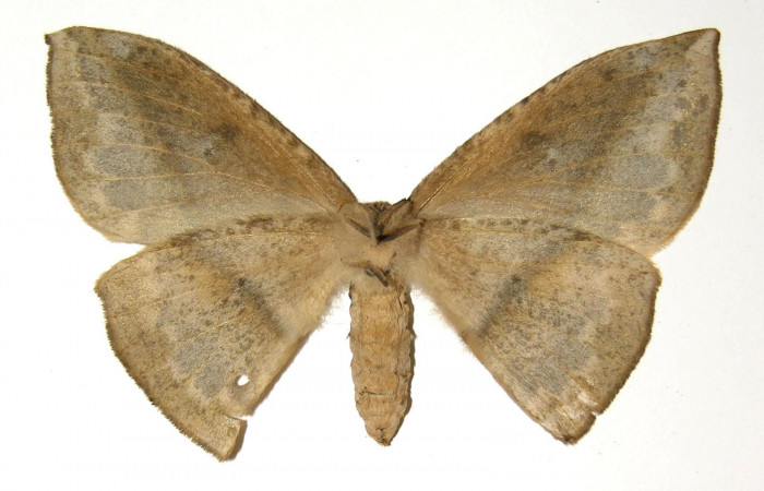 Fig. 06. Adulto de <i>Lonomia santarosensis</i> (Saturniidae), hembra, vista ventral, 72mm de longitud. Voucher: 04-SRNP-23381-DHJ303653.jpg.
