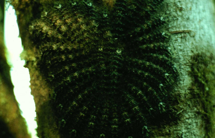 Fig. 07. Grupo de larvas de <i>Lonomia santarosensis</i> (Saturniidae),  último estadío, Voucher: 93-SRNP-224-DHJ27028.jpg