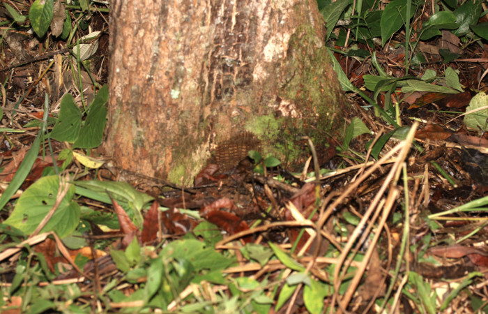 Fig. 08. Grupo de larvas de <i>Lonomia santarosensis</i> (Saturniidae), último estadío. Voucher: 13-SRNP-30468-DHJ700614.jpg.