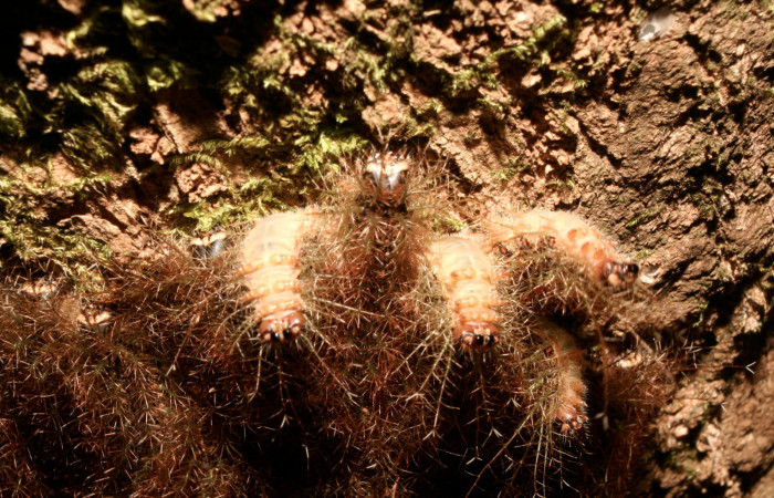 Fig. 10. Grupo de larvas de <i>Lonomia santarosensis</i> (Saturniidae), último estadío, 40mm de longitud. Voucher: 14-SRNP-70796-DHJ722617.jpg