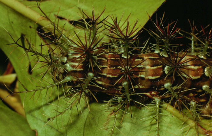 Fig. 12. Larva de <i>Lonomia santarosensis</i> (Saturniidae), longitud no indicada, vista dorsal trasera del cuerpo. Voucher: 93-SRNP-224-DHJ27033.jpg.