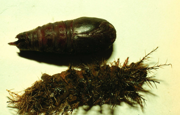 Fig. 14. Pupa de <i>Lonomia santarosensis</i> (Saturniidae), longitud no indicada, pupa ventral. Voucher: 93-SRNP-224-DHJ27029.jpg.