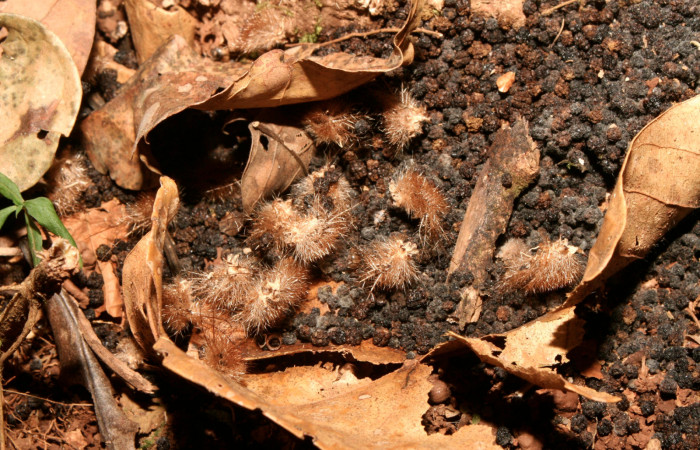 Fig. 15. Mudas de pupas de <i>Lonomia santarosensis</i> (Saturniidae), longitud no indicada. Voucher: 93-SRNP-224-DHJ27030.jpg. 
