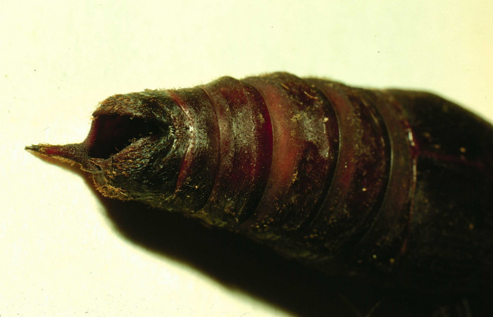 Fig. 16. Forma del extremo de la pupa de <i>Lonomia santarosensis</i> (Saturniidae), vista ventral. Voucher: 93-SRNP-224-DHJ27030.jpg.
