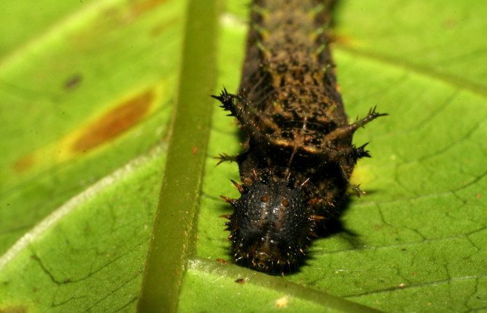 Fig. 4. Larva <i>Adelpha lacina</i> en cuarto estadío frontal.  Voucher:  06-SRNP-34827-DHJ416592.jpg