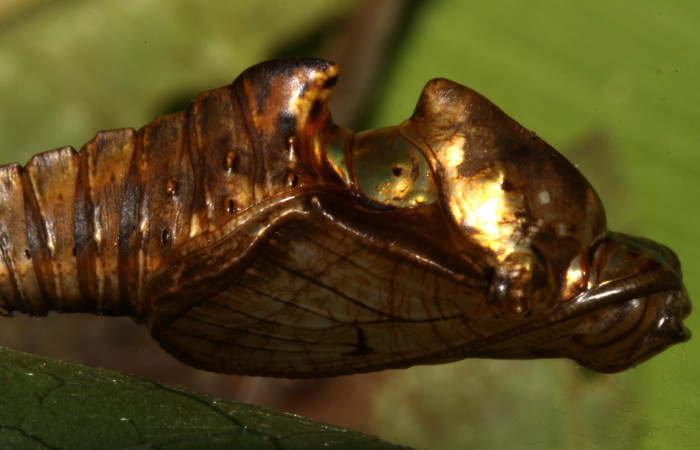 Fig. 7  Pupa <i>Adelpha lacina</i> vista dorsal, mostrando estructura característica del genero.  Voucher: 13-SRNP-31313-DHJ701530.jpg