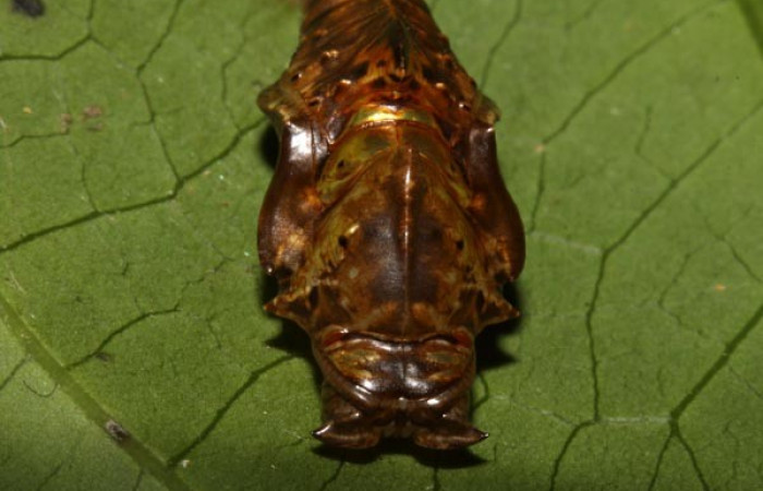 Fig. 9. Pupa <i>Adelpha lacina</i> vista frontal.  Voucher: 13-SRNP-31313-DHJ701529.jpg.