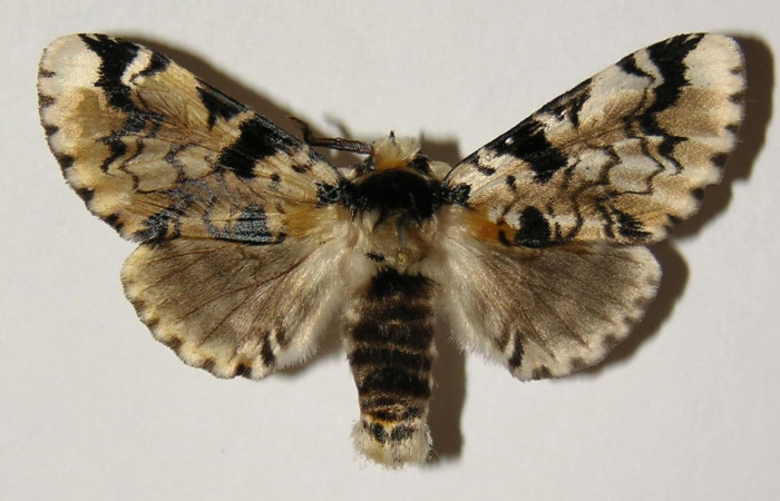 Fig. 1. Adulto: <i>Tecmessa dandon</i>. Area de Conservación Guanacaste, Sector Cacao, Estación Cacao, elevación 1150 m.s.n.m,(03-SRNP-22550-DHJ301340.jpg), posición dorsal, hembra.