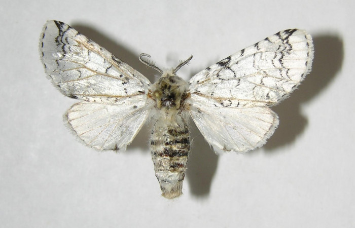 Fig. 8. Adulto: <i>Tecmessa rarata</i>. Area de Conservación Guanacaste, Sector Mundo Nuevo, Sendero Sainos, elevación 397 m.s.n.m,(07-SRNP-58333-DHJ382092.jpg), posición dorsal, macho.