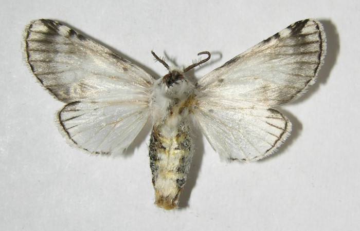 Fig. 9. Adulto: <i>Tecmessa rarata</i>. Area de Conservación Guanacaste, Sector Mundo Nuevo, Sendero Sainos, elevación 397 m.s.n.m,(07-SRNP-58333-DHJ382093.jpg), posición ventral, macho.