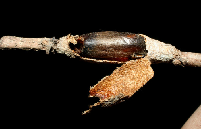 Fig 18. (Capullo de Avispa) Ichneumonidae, <i>Enicospilus</i> Gauld 102, <i>Tecmessa dandon</i>. Sector Mundo Nuevo, Vado Licania, elevación 470 m.s.n.m (00-SRNP-9873DHJ462100.jpg).