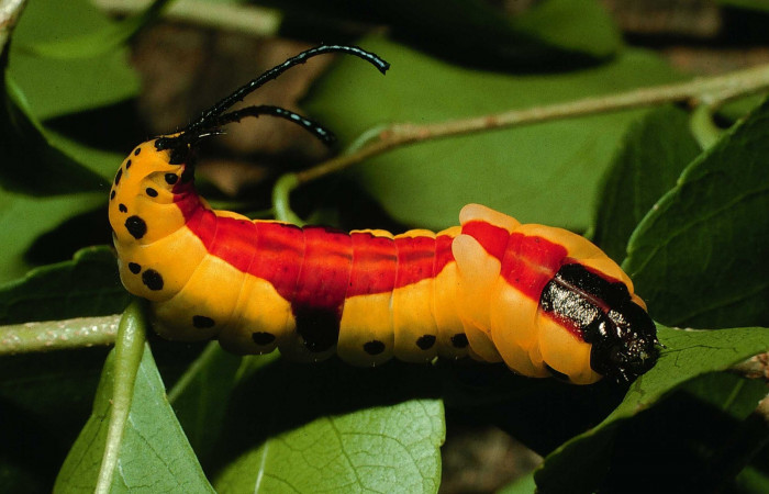 Fig. 13. Larva último estadio: <i>Tecmessa dandon</i>. Area de Conservación Guanacaste, Sector Santa Rosa, Bosque San Emilio, elevación 300 m.s.n.m,(07-SRNP-7261-DHJ24616.jpg), posición dorsal.