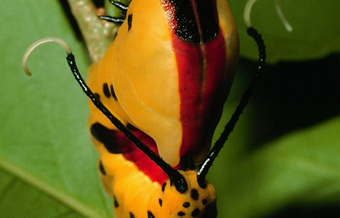 Fig. 12. Larva último estadio: <i>Tecmessa dandon</i>. Area de Conservación Guanacaste, Sector Santa Rosa, Bosque San Emilio, elevación 300 m.s.n.m,(07-SRNP-7261-DHJ24633.jpg), posición dorsal.